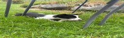 Border Collie dogs for sale: ⭐️BORDER COLLIE PUPS⭐️ READY TO GO - Advert 15