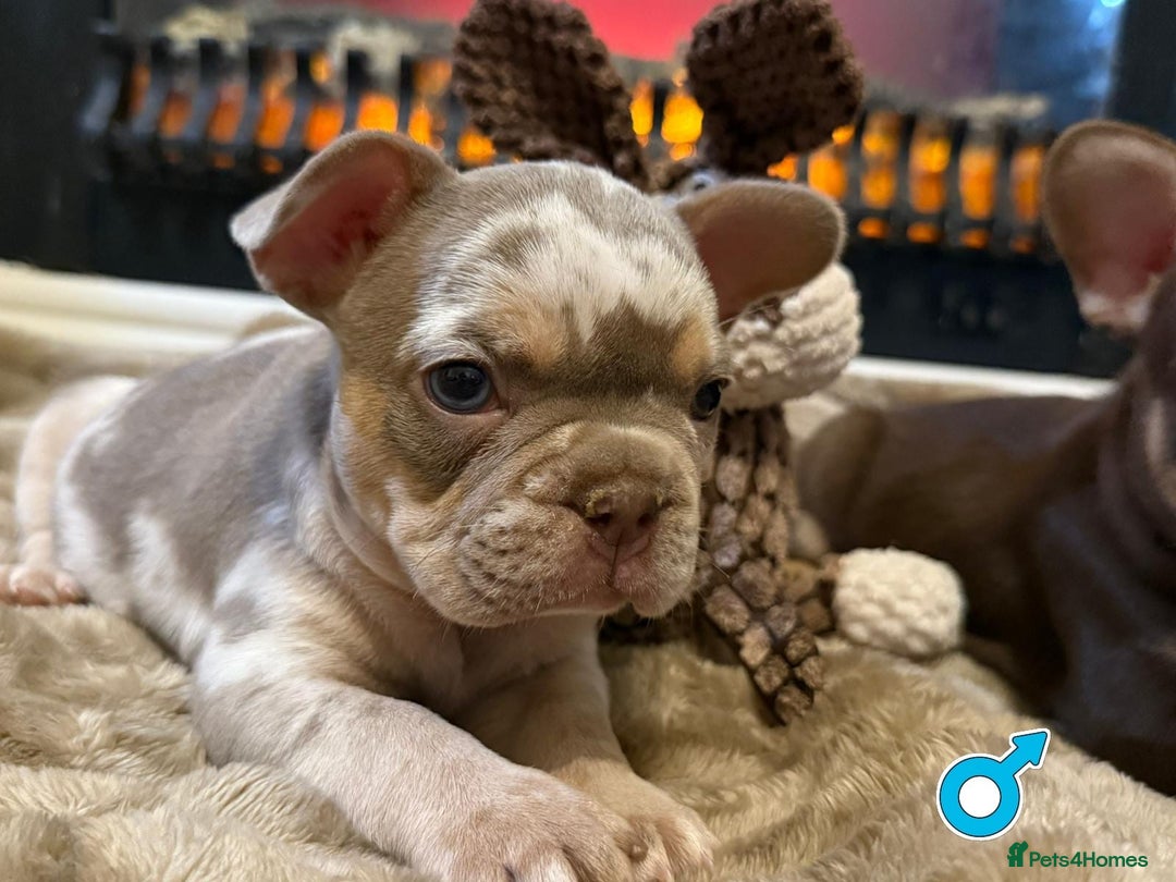 French Bulldog dogs for sale: Rojo and Isabella Merle Pups - Image 16