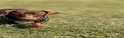 Miniature Dachshund dogs for sale: Beautiful Chocolate and Tan Miniature Dachshund  - Advert 8