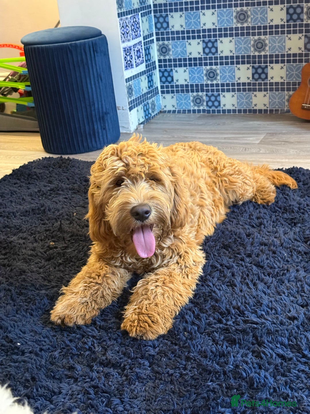 Mixed Breed dogs for sale: Female miniature Golden Doodle  - Image 2