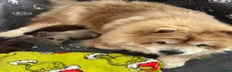 Chow Chow dogs for sale: Gorgeous Chow Chow pups for sale  - Advert 6