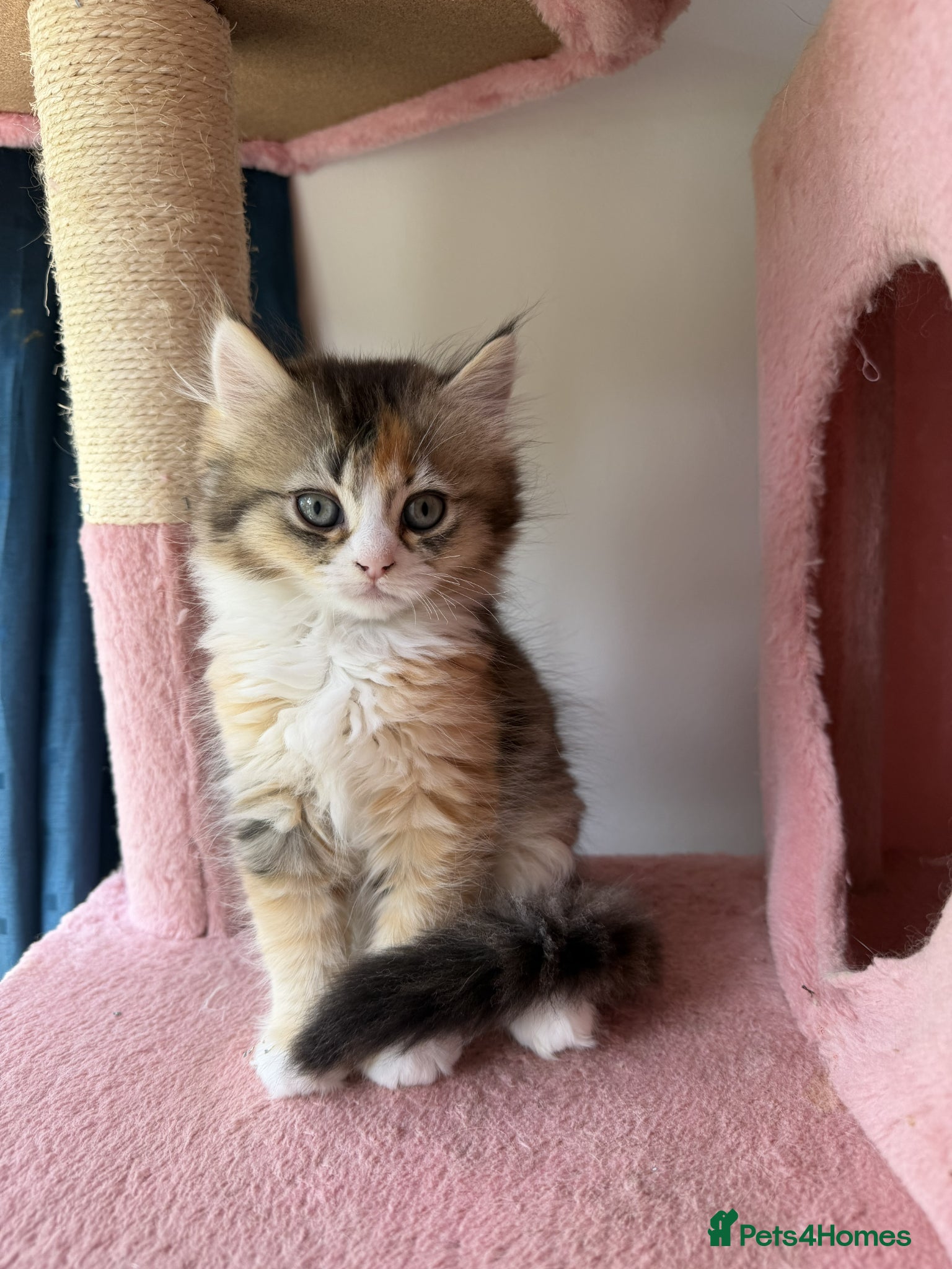 British Longhair cats Beautiful British Longhair & Shorthair  Ready Now - Advert 7