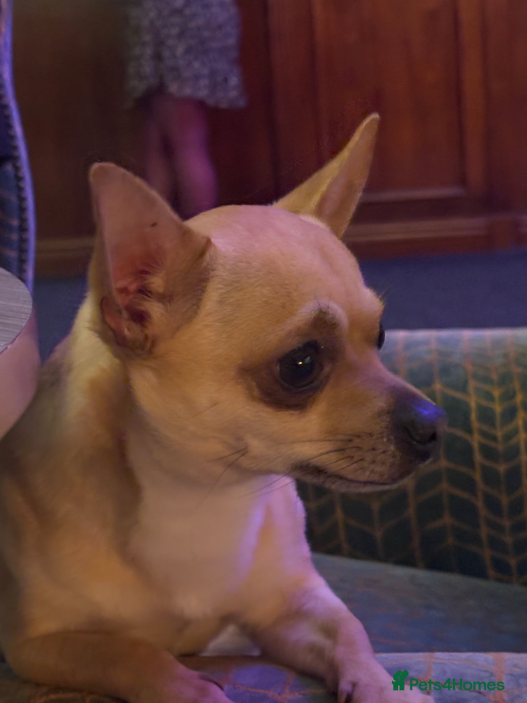 Chihuahua dogs for stud: Smart Fawn Short-Hair Chihuahua Available for Stud - Advert 3