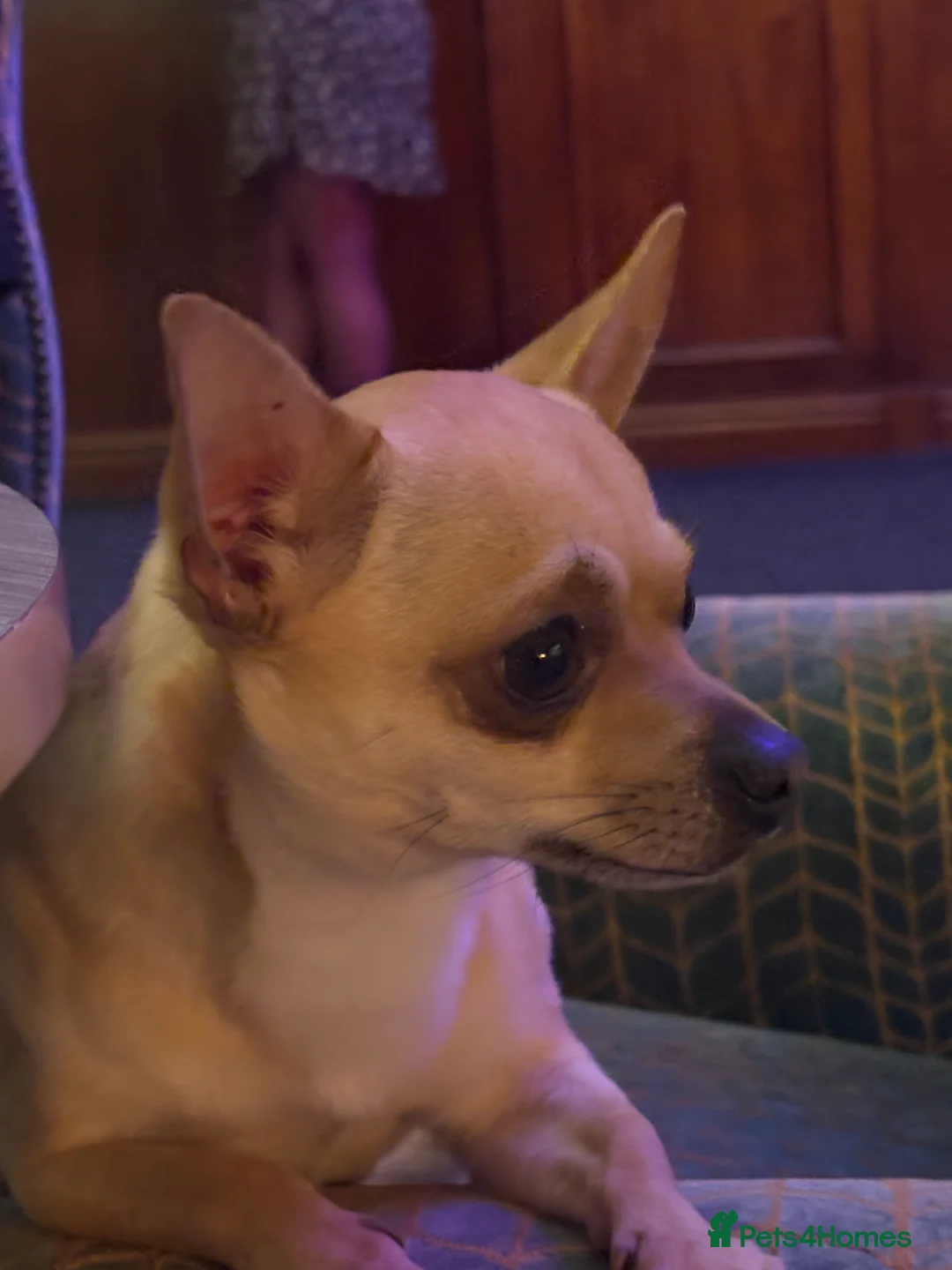 Chihuahua dogs for stud: Smart Fawn Short-Hair Chihuahua Available for Stud - Advert 3