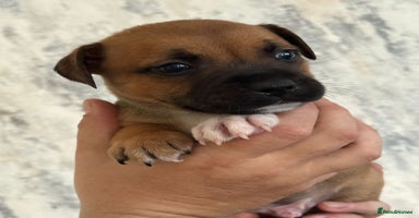 Staffordshire Bull Terrier dogs - Advert 8