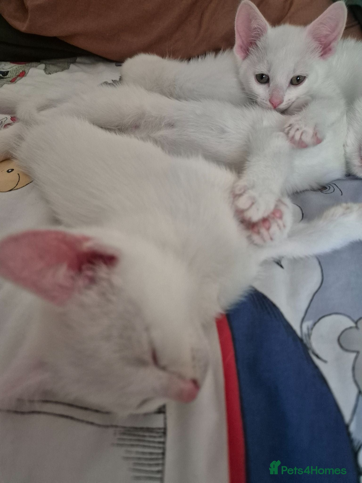 Mixed Breed cats White Kittens Ready to leave - Advert 9