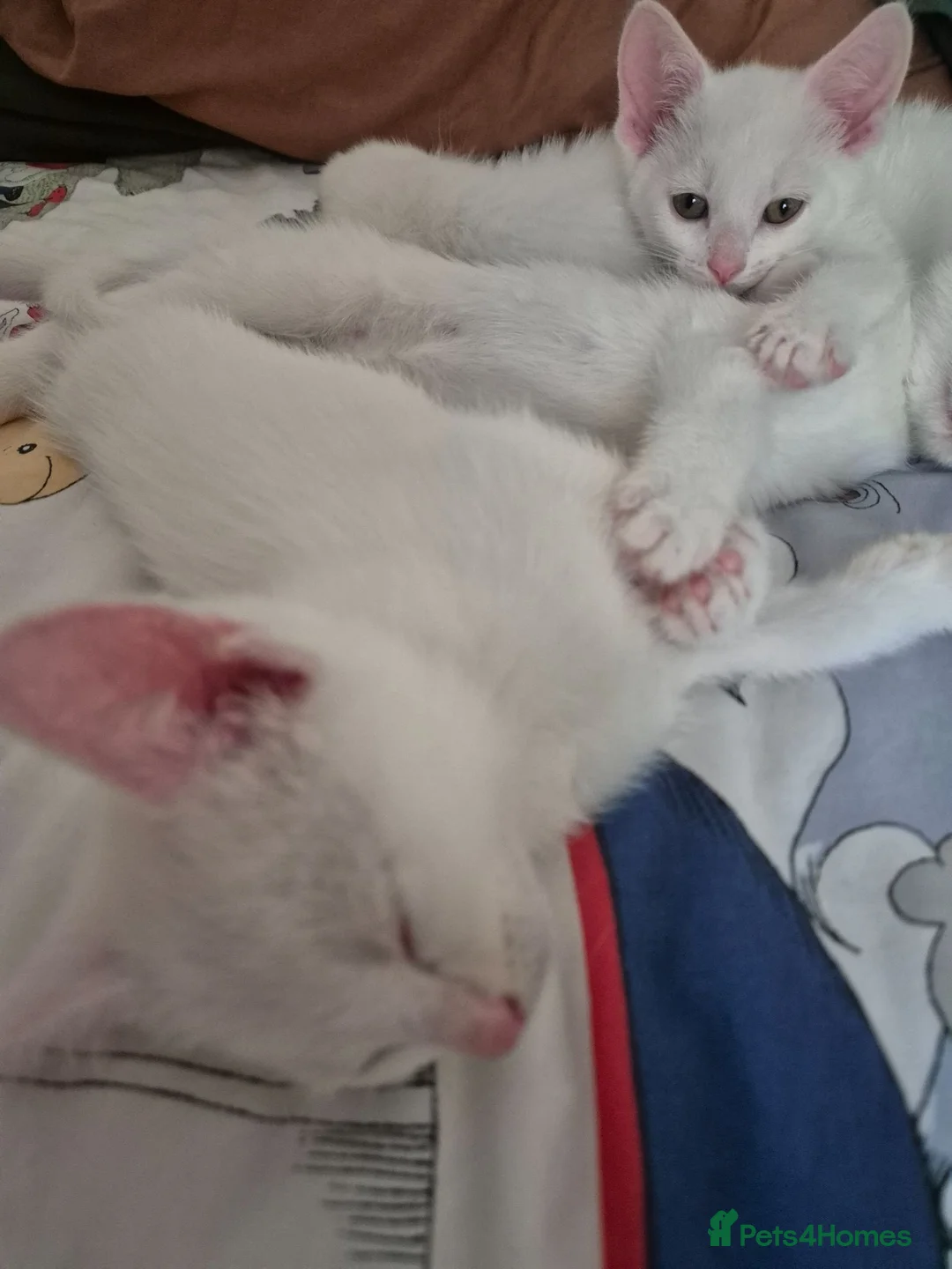 Mixed Breed cats for sale: White Kittens Ready to leave - Advert 1