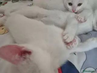 Mixed Breed cats White Kittens Ready to leave - Advert 2