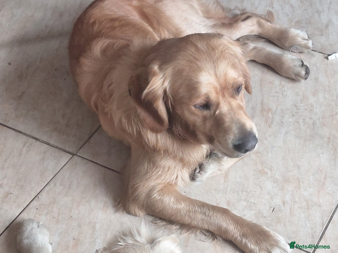 Mixed Breed dogs for sale:  berneses moutain dog x golden retriever - Advert 14