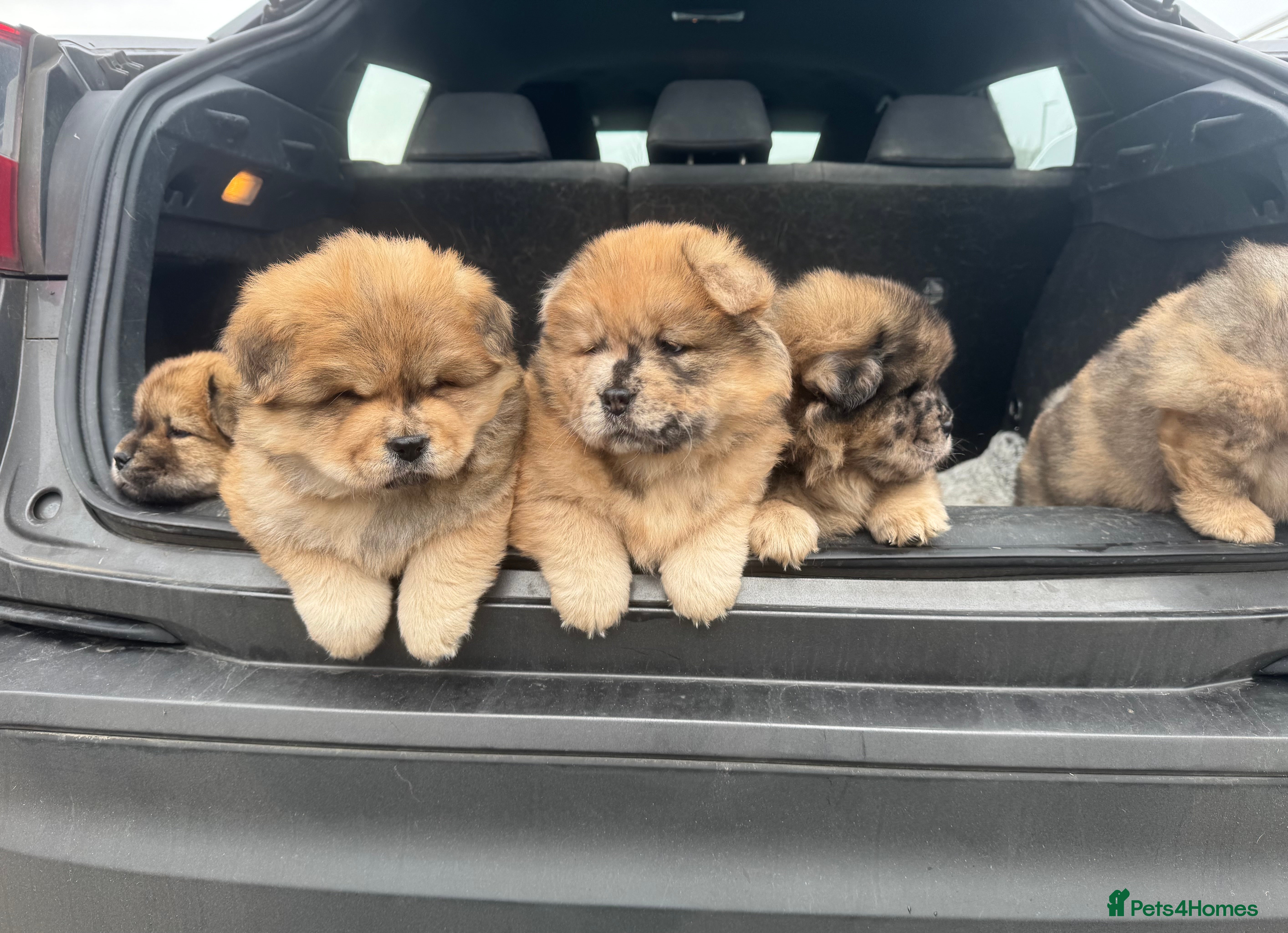 Chow Chow dogs Beautiful Chowchow Puppies  - Advert 4