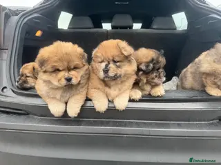 Chow Chow dogs Beautiful Chowchow Puppies - Advert 4