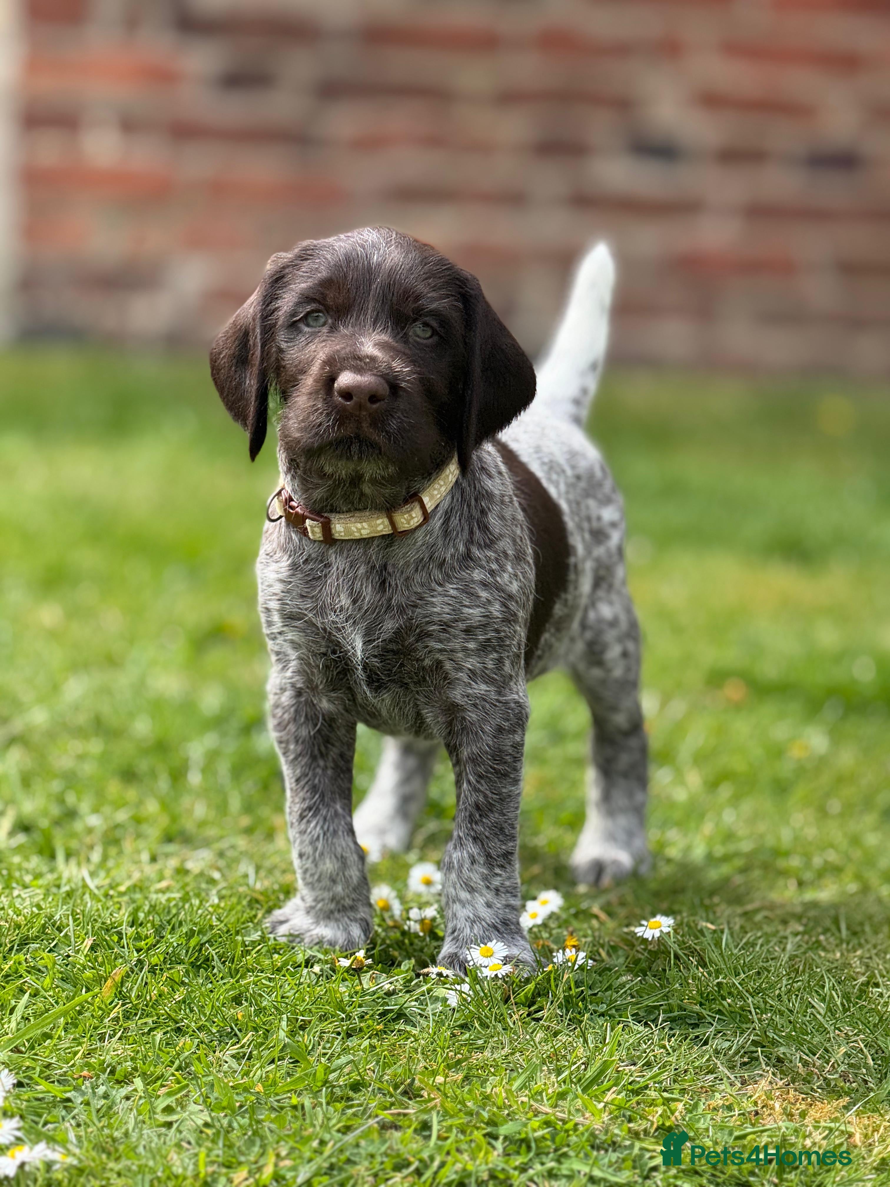 German Wirehaired Pointer dogs 5 WEEKS OLD - ONE BOY REMAINING. KC REG GWP’s.  - Advert 5