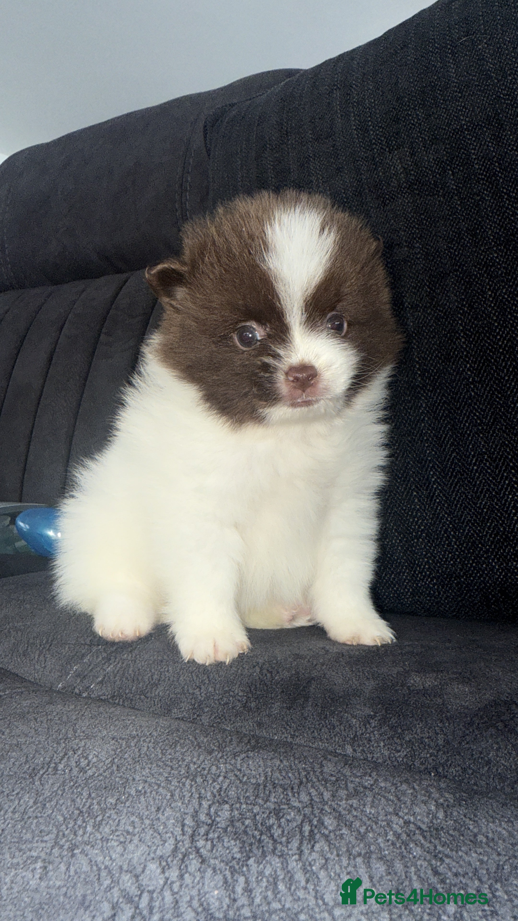 Pomeranian dogs Kc Beautiful chocolate parti poms 🤎🤍 - Advert 15