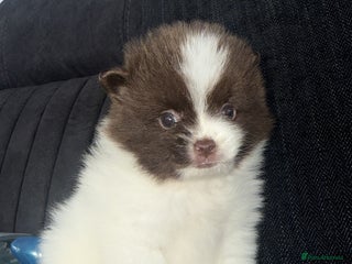 Pomeranian dogs Kc Beautiful chocolate parti poms 🤎🤍 - Advert 15