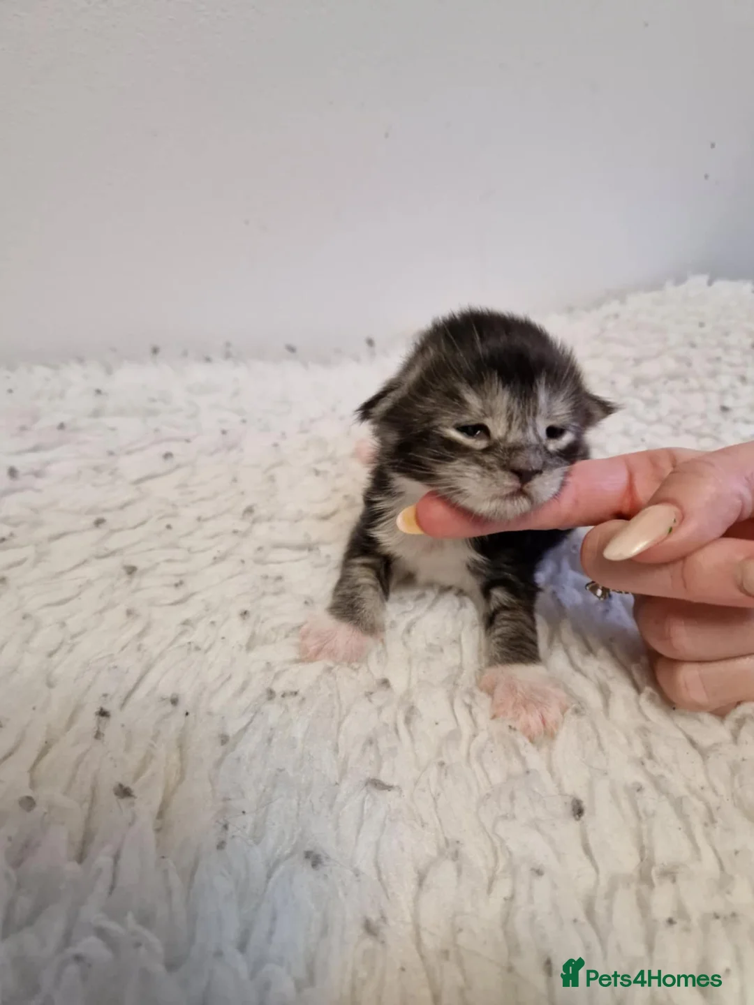 Maine Coon cats for sale: 6 stunning Maine coon kittens  - Advert 6