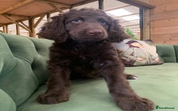 Bernedoodle dogs for sale: Standard Bernedoodle Girls Available  - Image 5