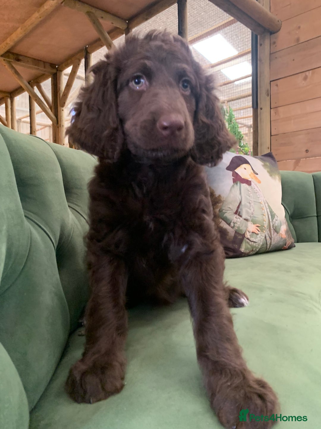 Bernedoodle dogs for sale: Standard Bernedoodle Girls Available  - Image 5