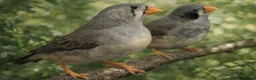 Finches birds for sale: MUTATION ZEBRA FINCHES ORANGE BREAST BLACK FACE - Advert 4