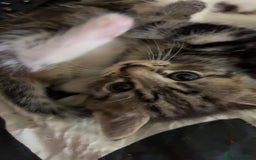 British Shorthair cats for sale: 4 tabby kittens  - Image 2