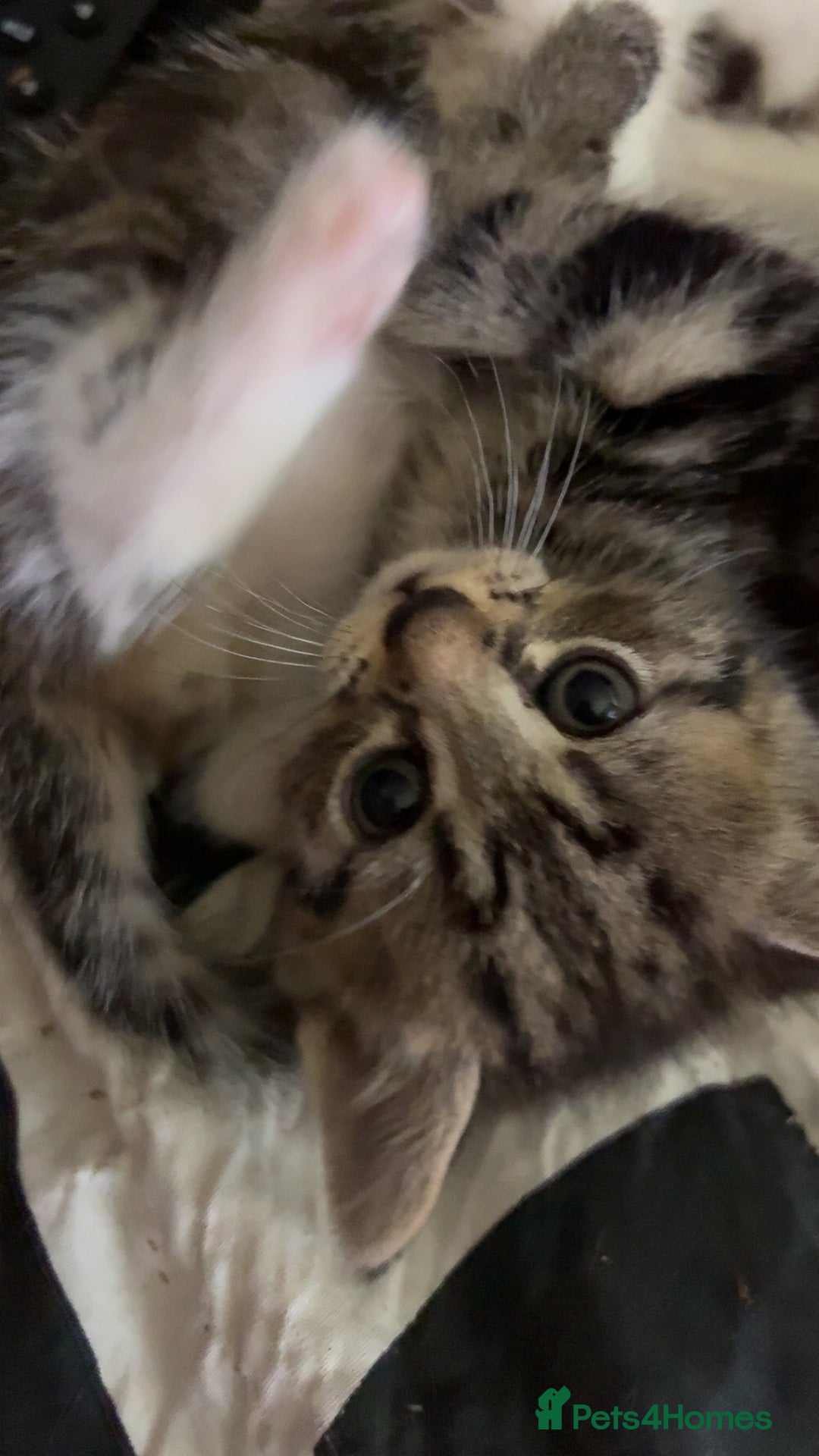 British Shorthair cats for sale: 4 tabby kittens  - Image 2