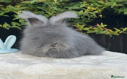 Angora rabbits for sale: Harlequin and blue (grey ) angoras  - Image 19