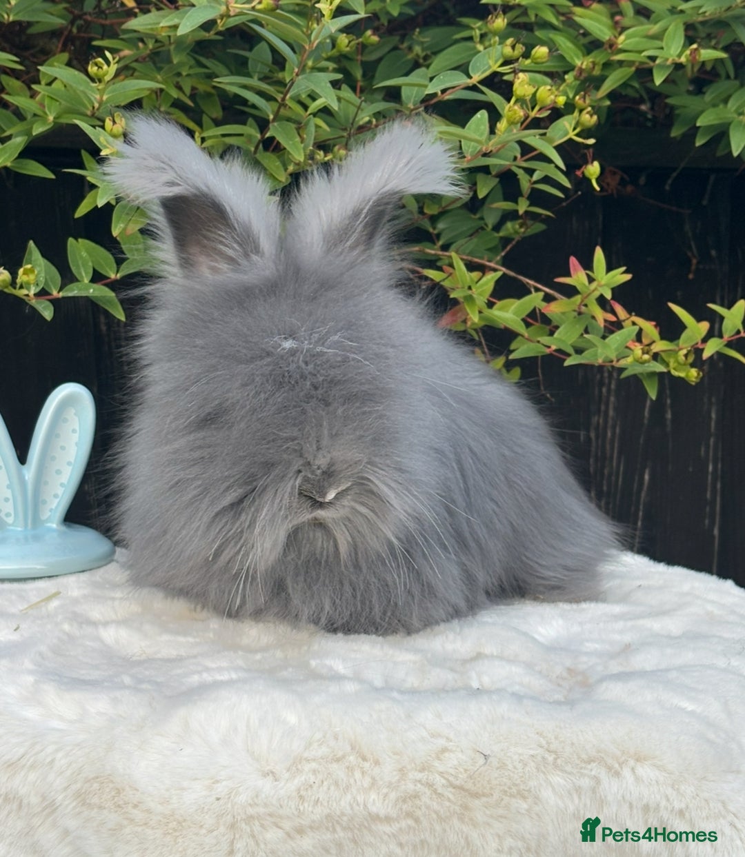 Angora rabbits for sale: Harlequin and blue (grey ) angoras  - Image 19