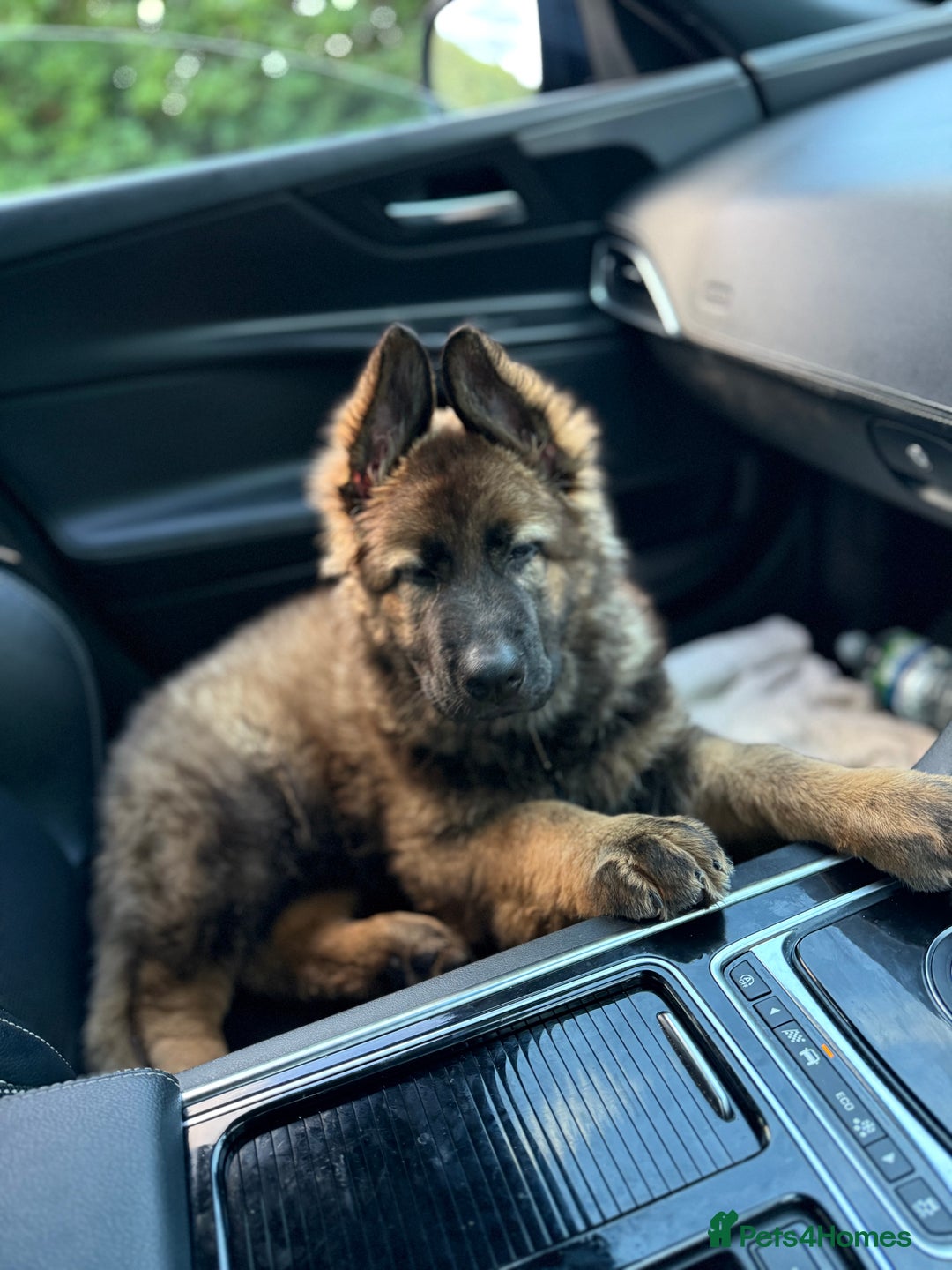 German Shepherd dogs for sale: 15 week old female German Sheppard  - Image 9