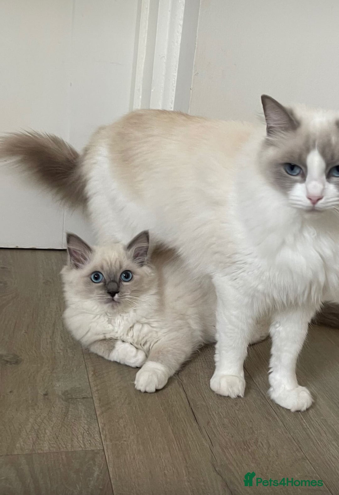 Ragdoll cats for sale: Female kitten become available! Pure Ragdoll in Derby - Image 36