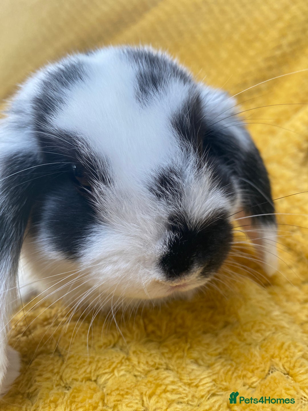 Mini Lop rabbits for sale: Male mini lop for sale - Image 7