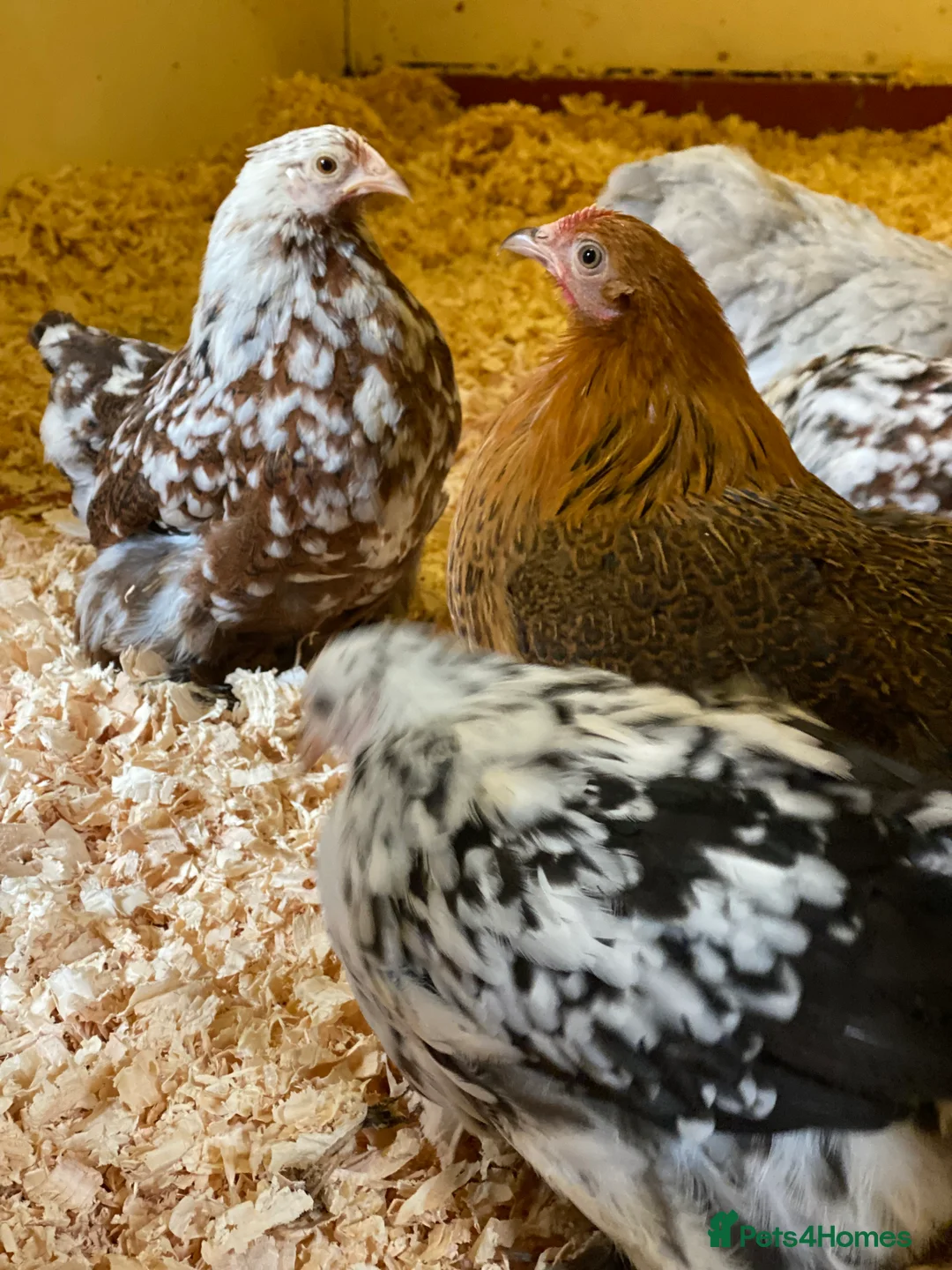 Chickens poultry for sale: Female bantams- Silkies, Polish, Pekins and Booted - Advert 2