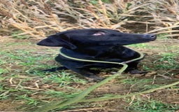 Labrador Retriever dogs for sale: KC Labrador puppy 🐾 - Image 16