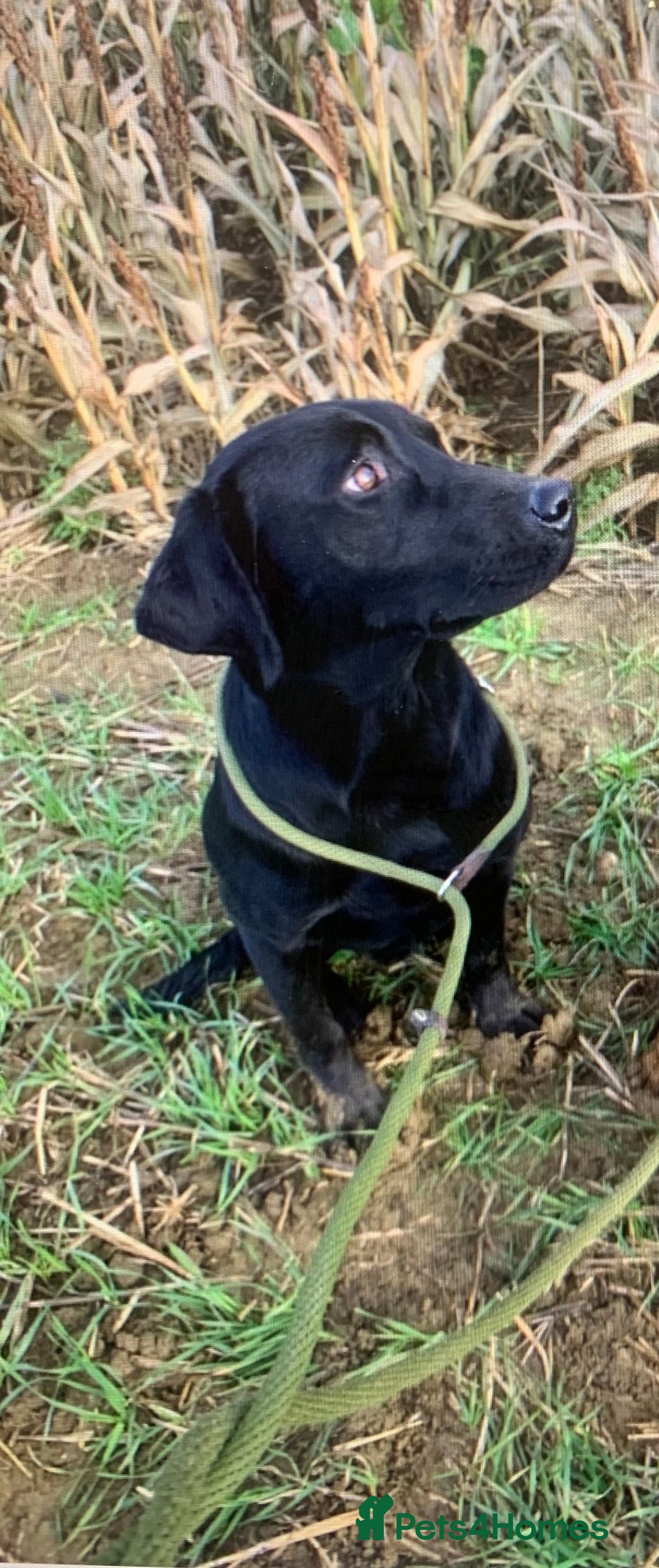 Labrador Retriever dogs for sale: KC Labrador puppy 🐾 - Image 16