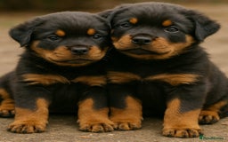 Rottweiler dogs for sale: 🐾💪 Powerful & Loyal Rottweiler Pups for Sale🛡️ - Image 3