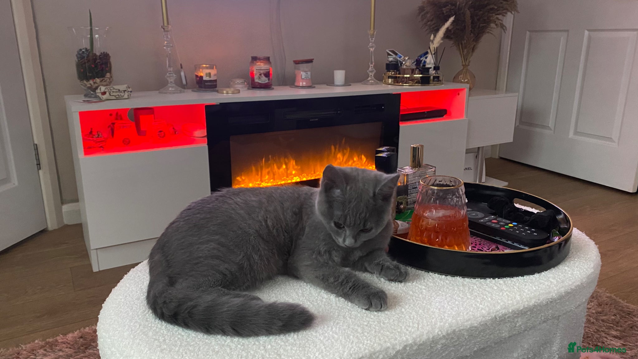 British Shorthair cats for stud: Looking for stud  - Advert 2