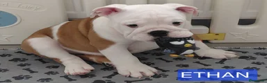 English Bulldog 3