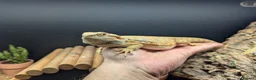 Bearded Dragon reptiles for sale: Bandit bearded dragon looking for a new home - Advert 5