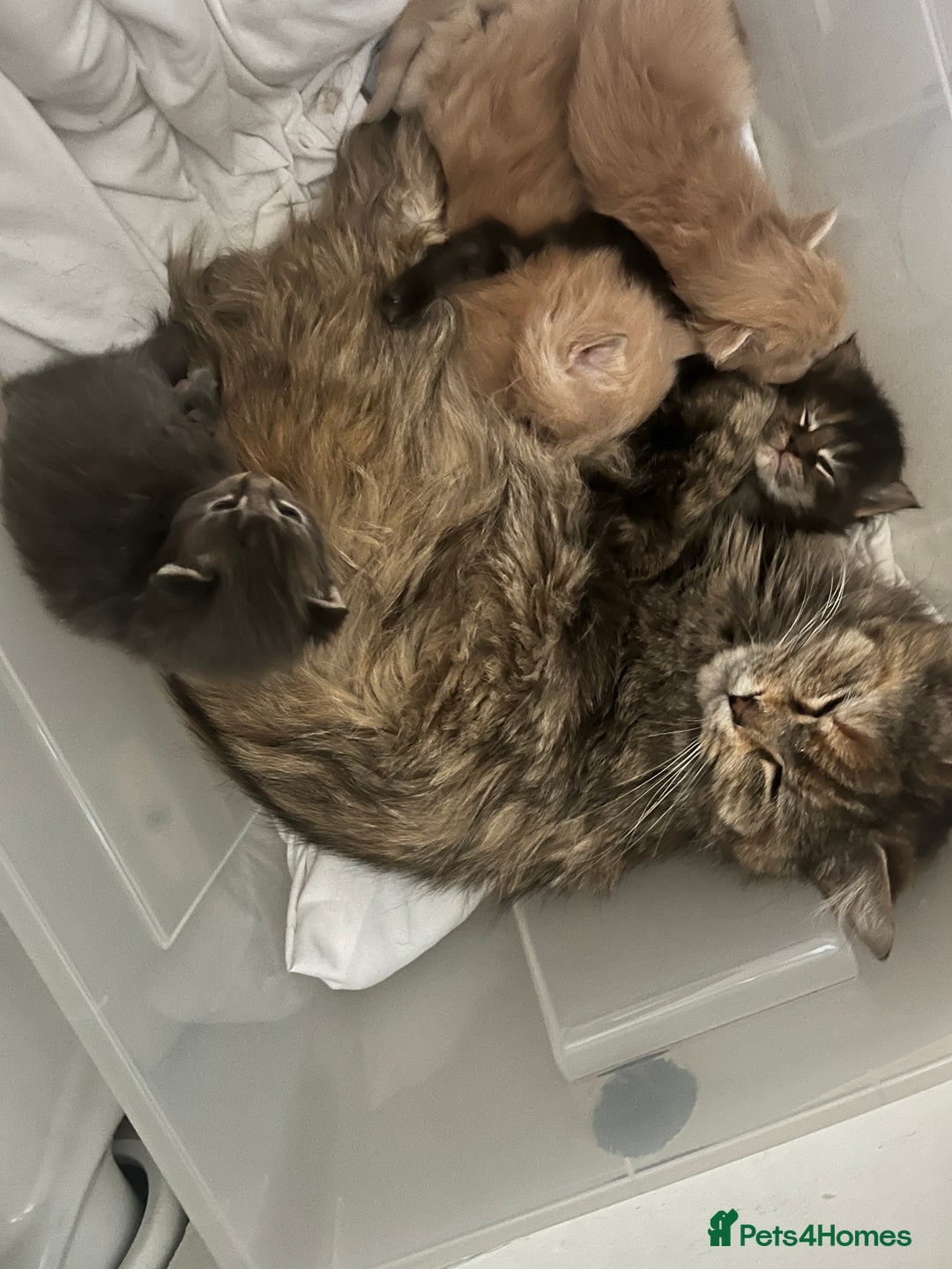 Maine Coon cats for sale: Blue Tabby boys TICA register  - Advert 2