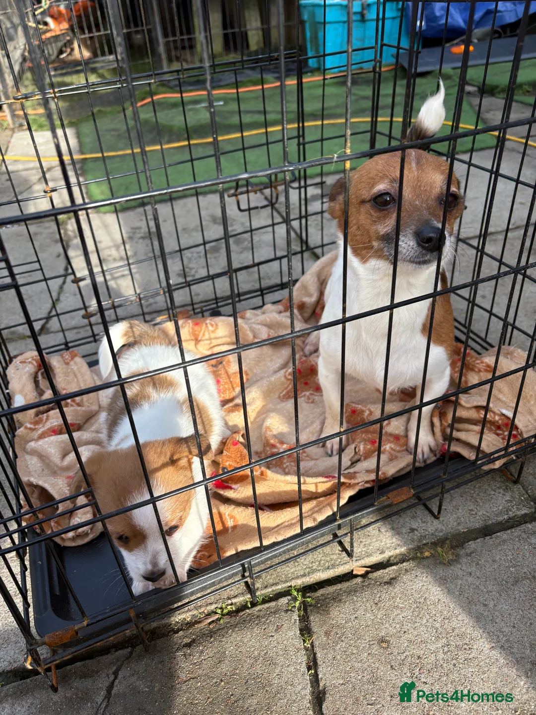 Jack Russell dogs for sale: Beautiful miniature jack russell boy  in Chelmsford - Advert 7