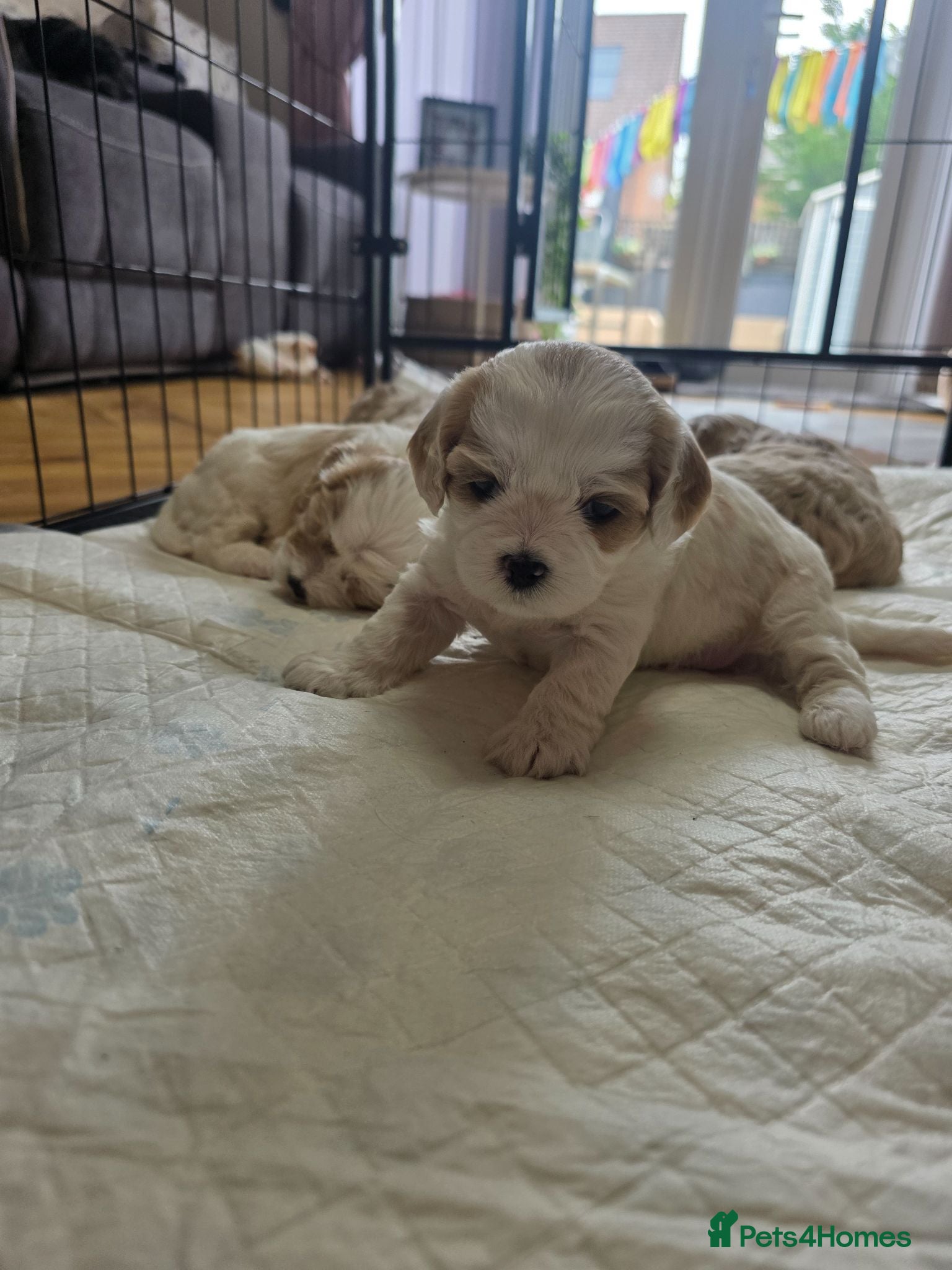 Mixed Breed dogs 4 beautiful pups for sale - Advert 18