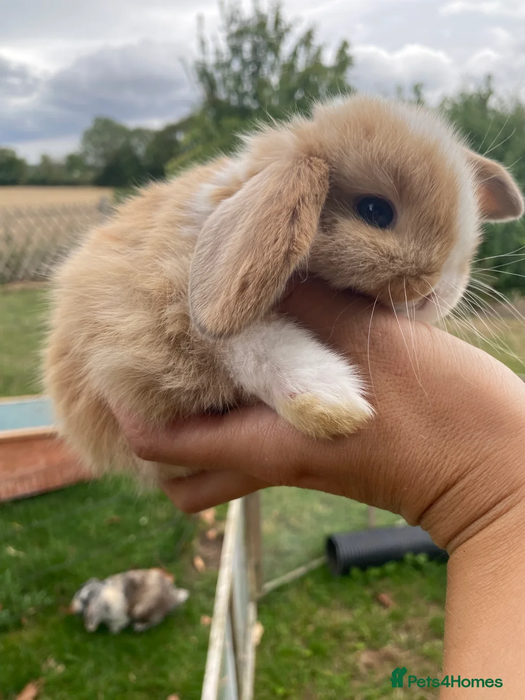 Mini Lop rabbits for sale: Beautiful pure breed mini lops - Advert 10