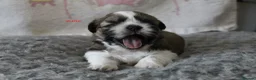 Shih Tzu dogs for sale: KC reg CUTE SHIH TZU BOY PUPPIES - Advert 15