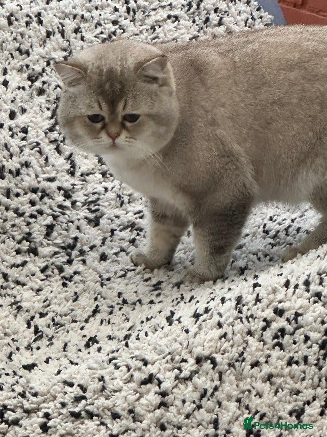 British Shorthair cats for stud: Teddy  - Advert 3