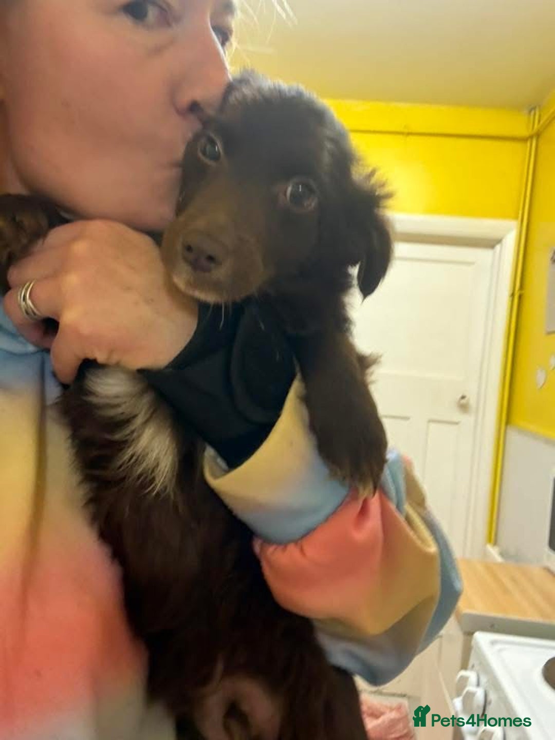 Mixed Breed dogs for adoption: Bear - North Walsham Norfolk  - Advert 9