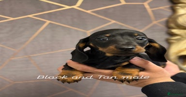 Miniature Dachshund dogs Miniature dachshund (Last Black & Tan male) - Advert 16