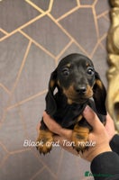 Miniature Dachshund dogs Miniature dachshund (Last Black & Tan male) - Advert 1