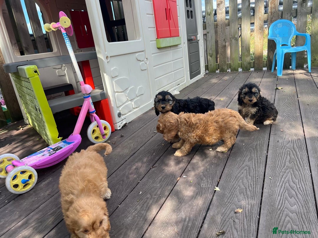 Cockapoo dogs for sale: F1 cockapoo puppies  - Image 13