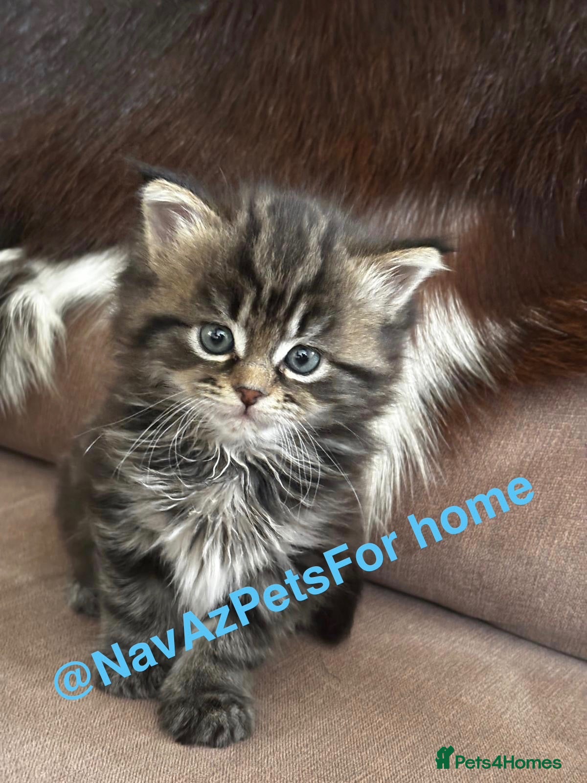 Persian cats Maine Coon/ Persian mixed kitten  - Advert 3