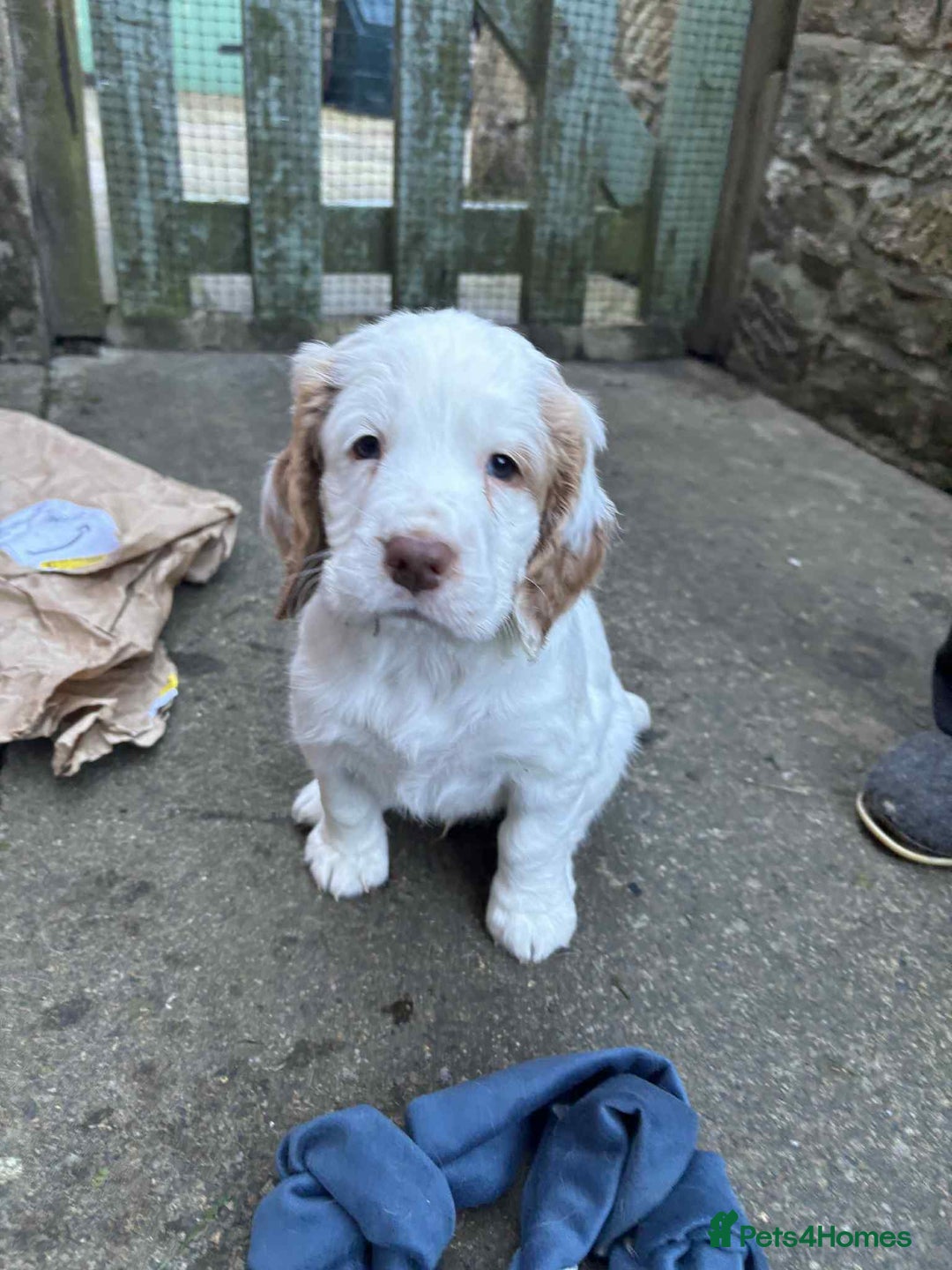 Clumber Spaniel dogs for sale: KC Working Clumber Spaniel - 2 boys available  - Image 9