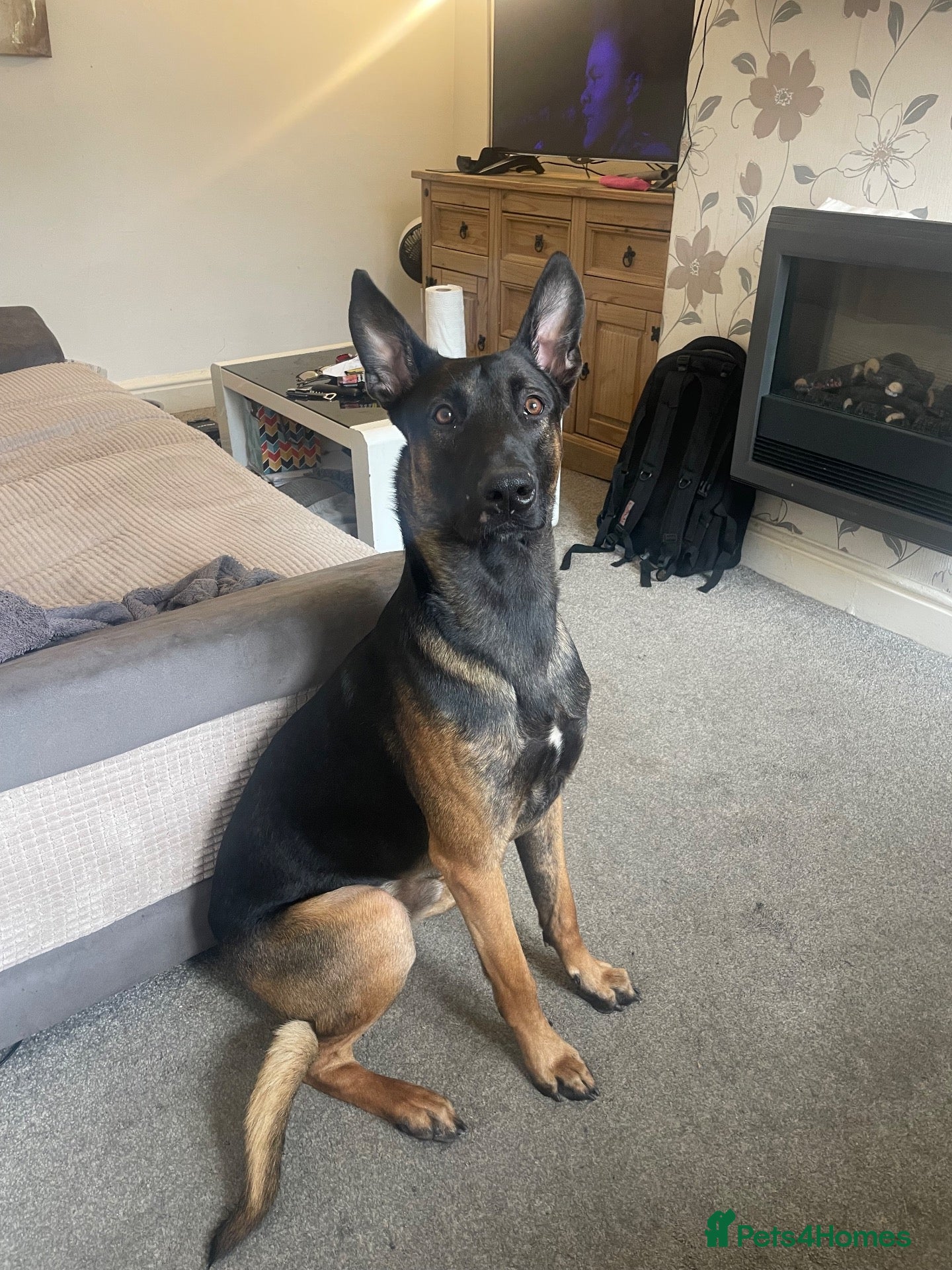 Belgian Shepherd Dog dogs Me zeus - Advert 3