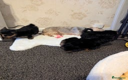 Yorkshire Terrier dogs for sale: Adorable Yorkshire terrier puppies available  - Image 17